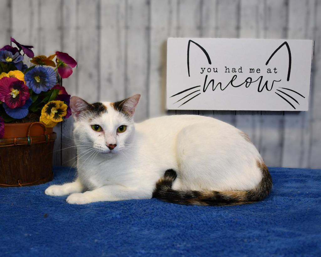 Enlarge Nicole, a Adoptable mixed breed in Roanoke, TX image 3/3