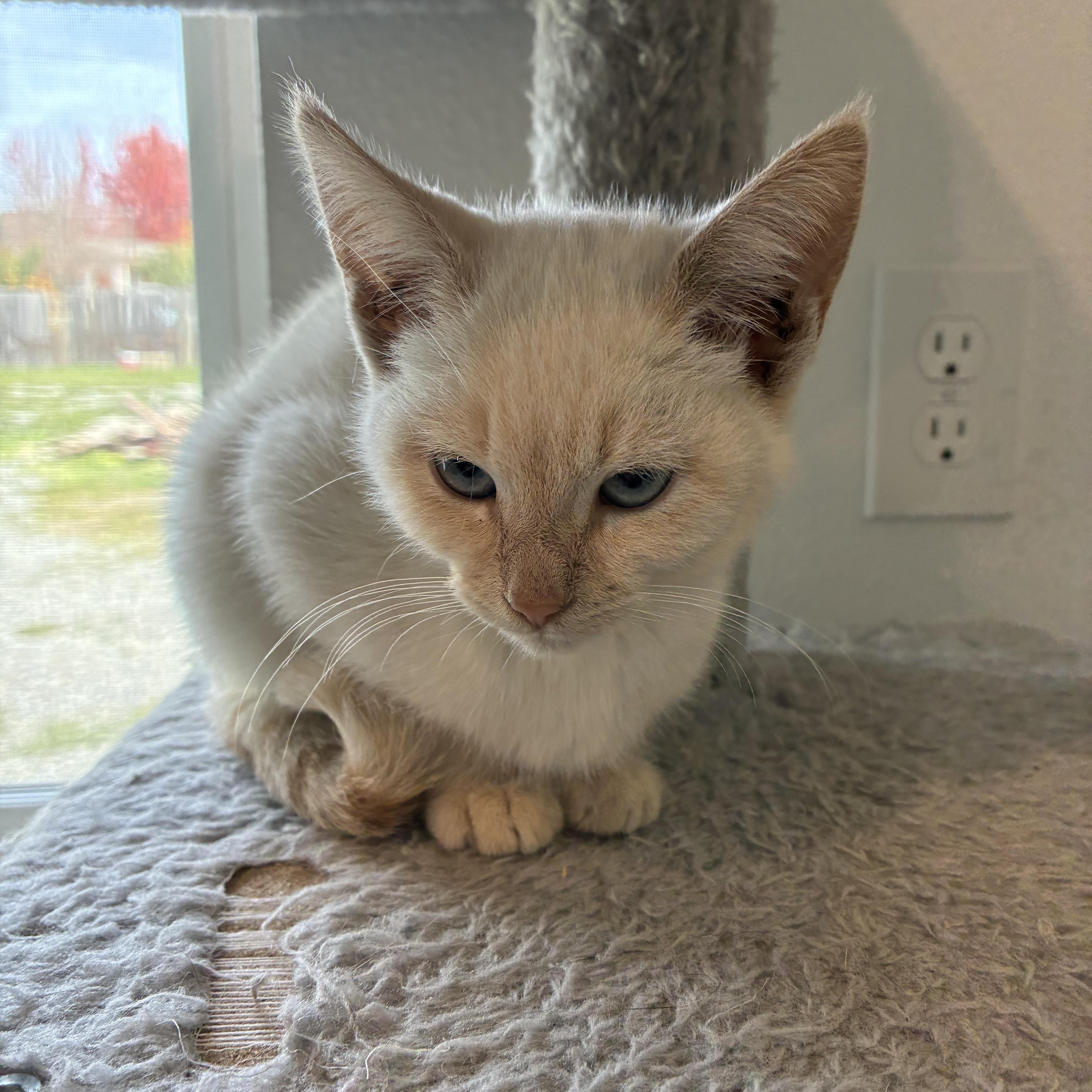 Enlarge Jewel, a Adopted Domestic Short Hair in Bonners Ferry, ID image 2/2