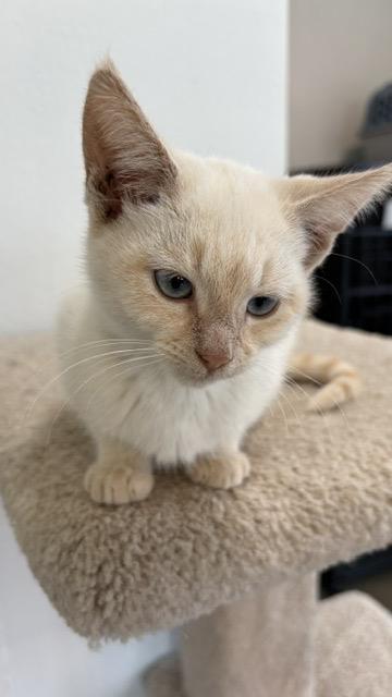 Jewel, Adopted, Kitten Female Domestic Short Hair.