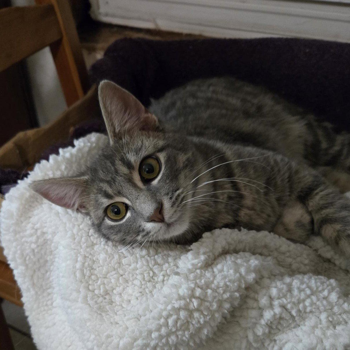 Kevin, Adopted, Young Male Tabby.