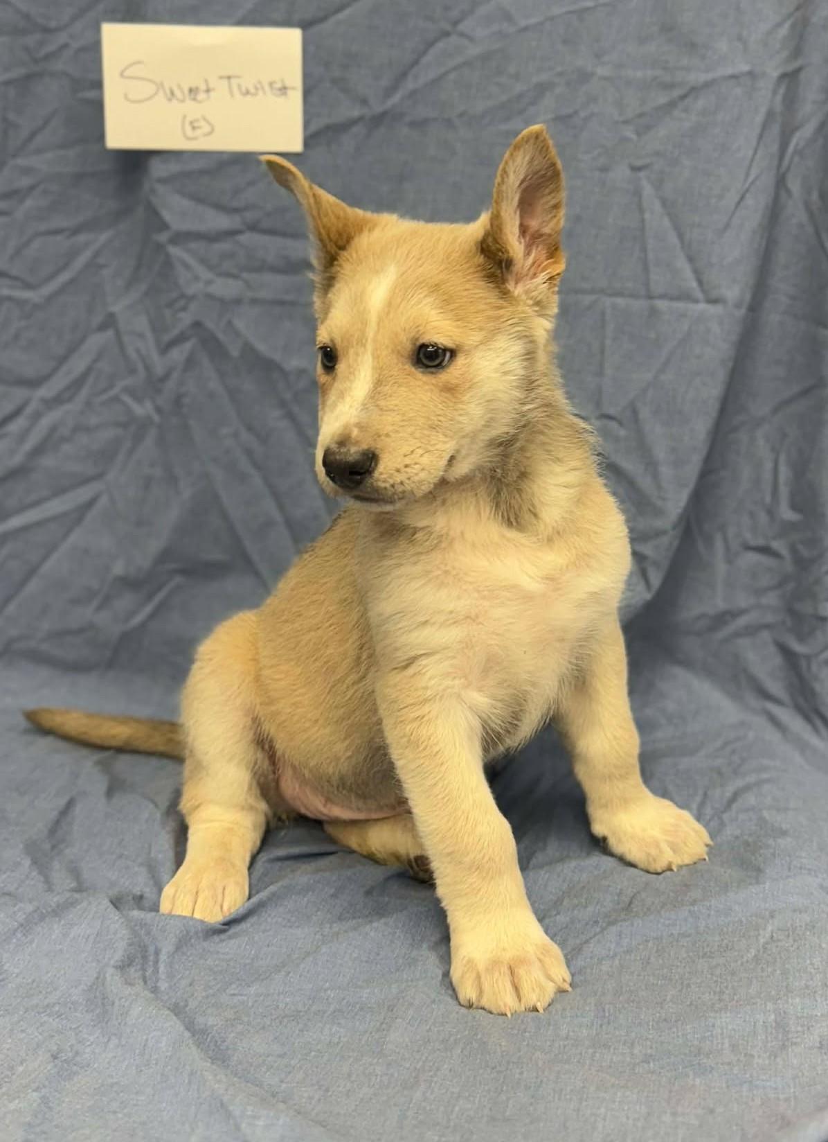 Enlarge Sweet Twist, a ADOPTABLE mixed breed in Othello, WA image 6/6