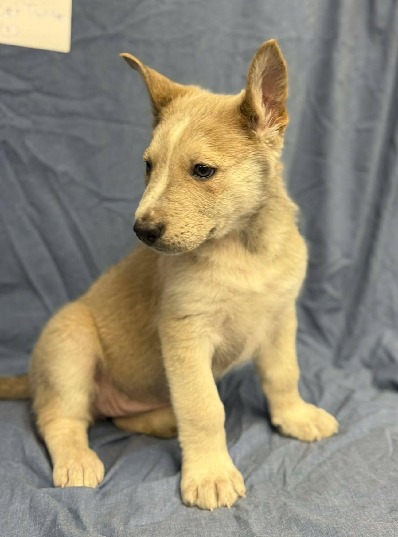 Enlarge Sweet Twist, a ADOPTABLE mixed breed in Othello, WA image 1/6