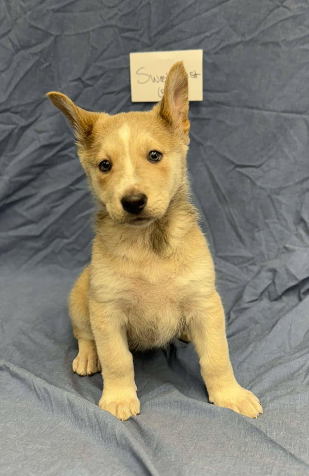 Enlarge Sweet Twist, a ADOPTABLE mixed breed in Othello, WA image 3/6