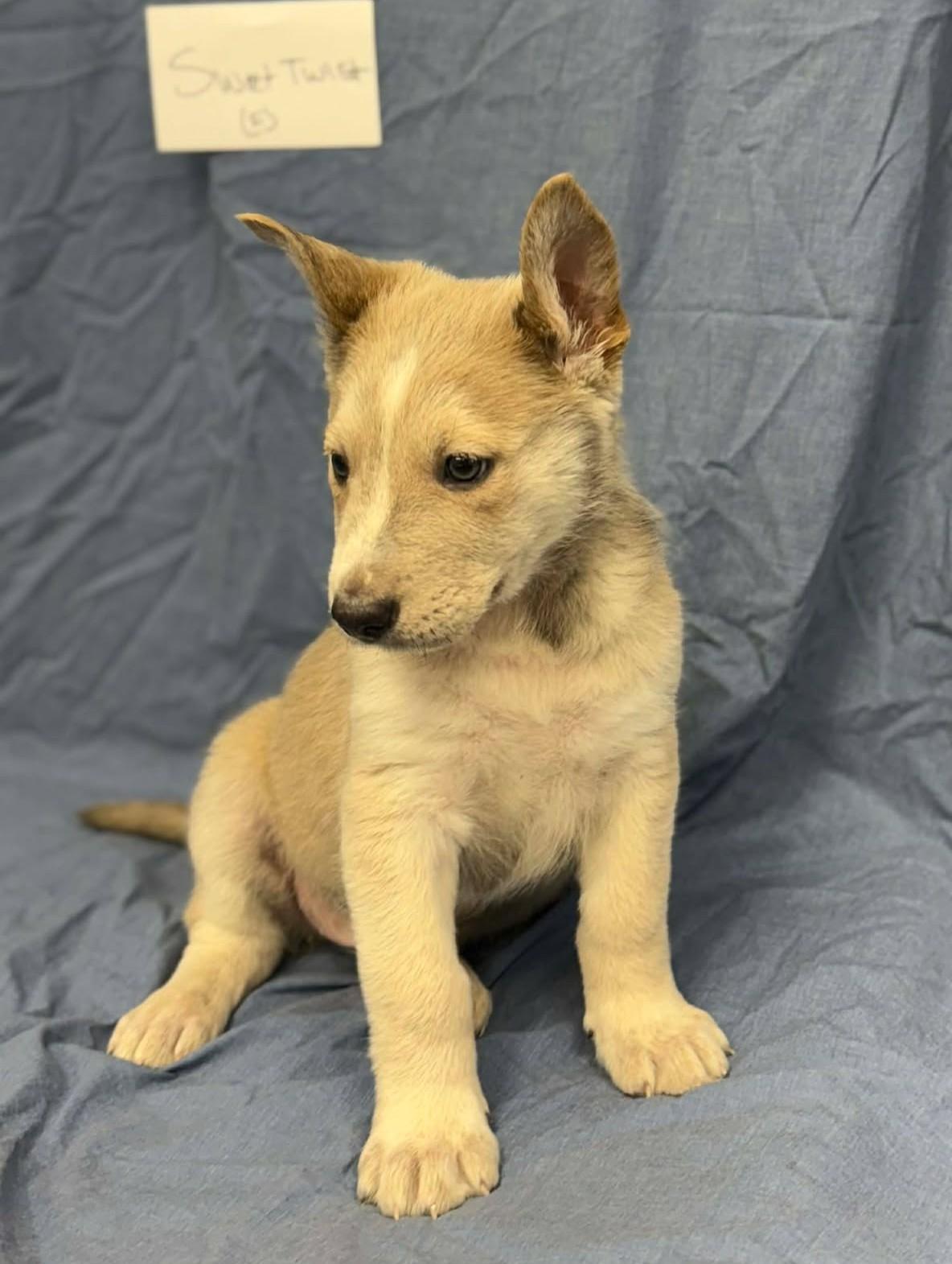 Enlarge Sweet Twist, a ADOPTABLE mixed breed in Othello, WA image 5/6