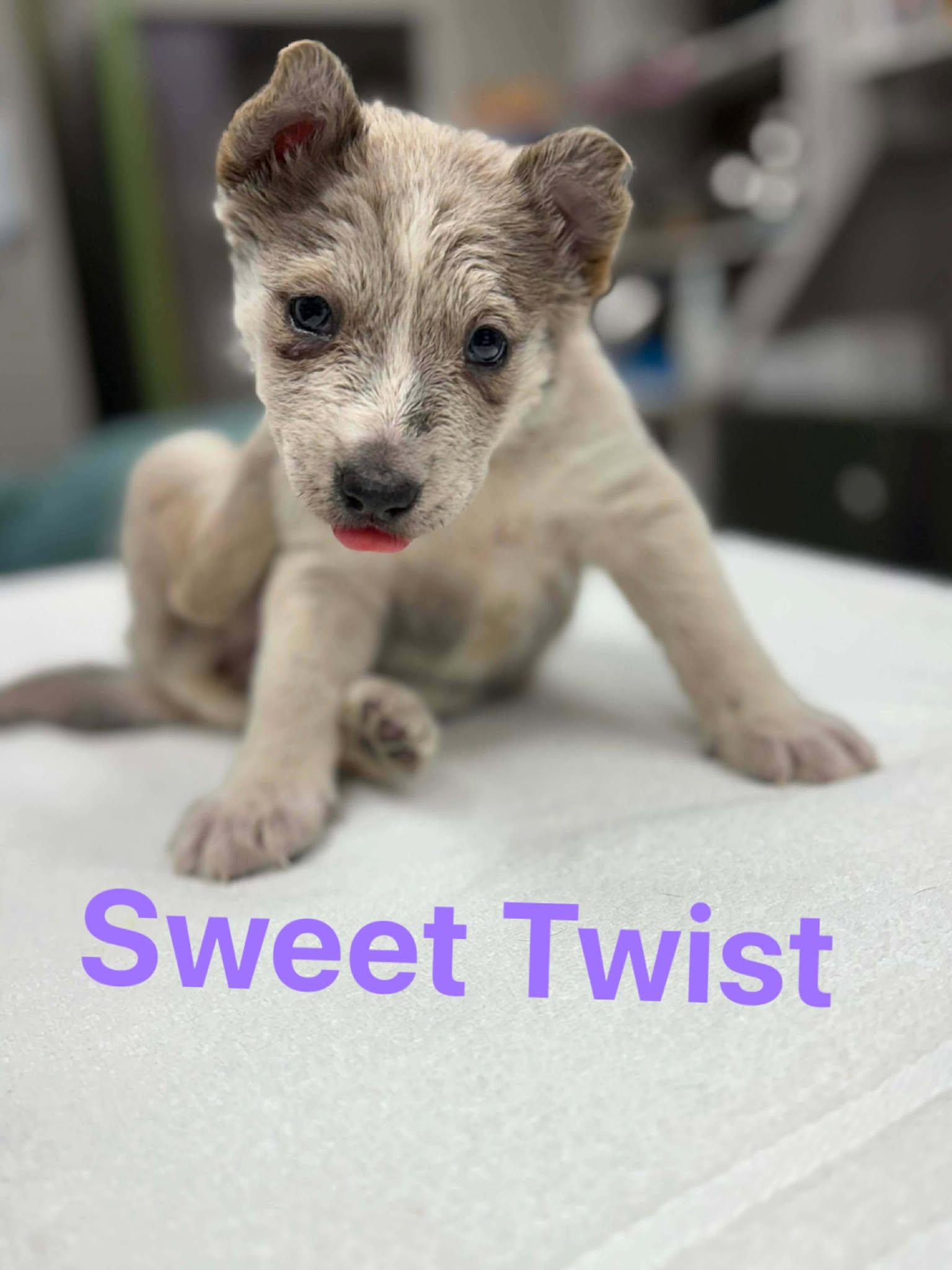 Enlarge Sweet Twist, a ADOPTABLE mixed breed in Othello, WA image 2/6