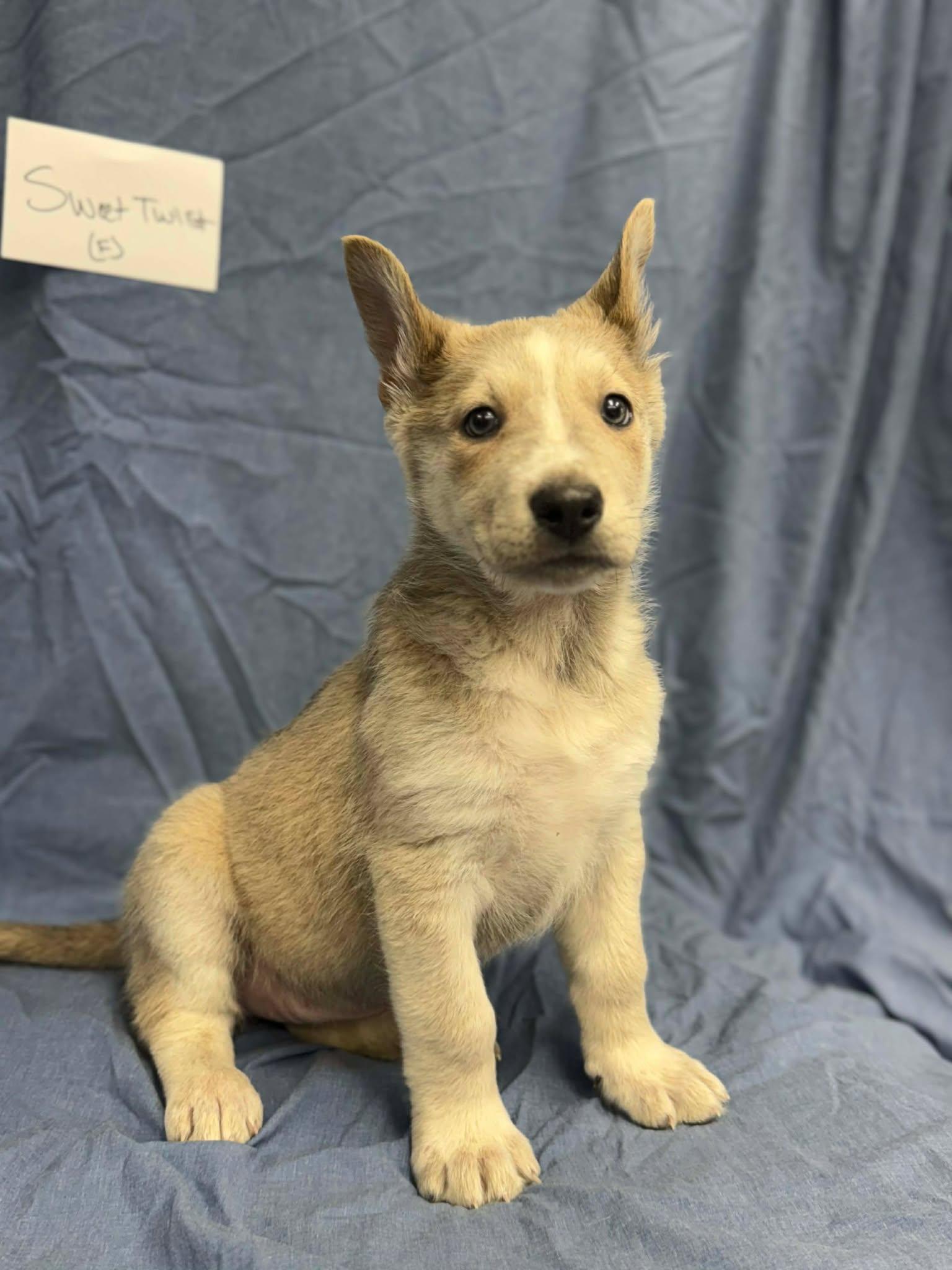 Enlarge Sweet Twist, a ADOPTABLE mixed breed in Othello, WA image 4/6