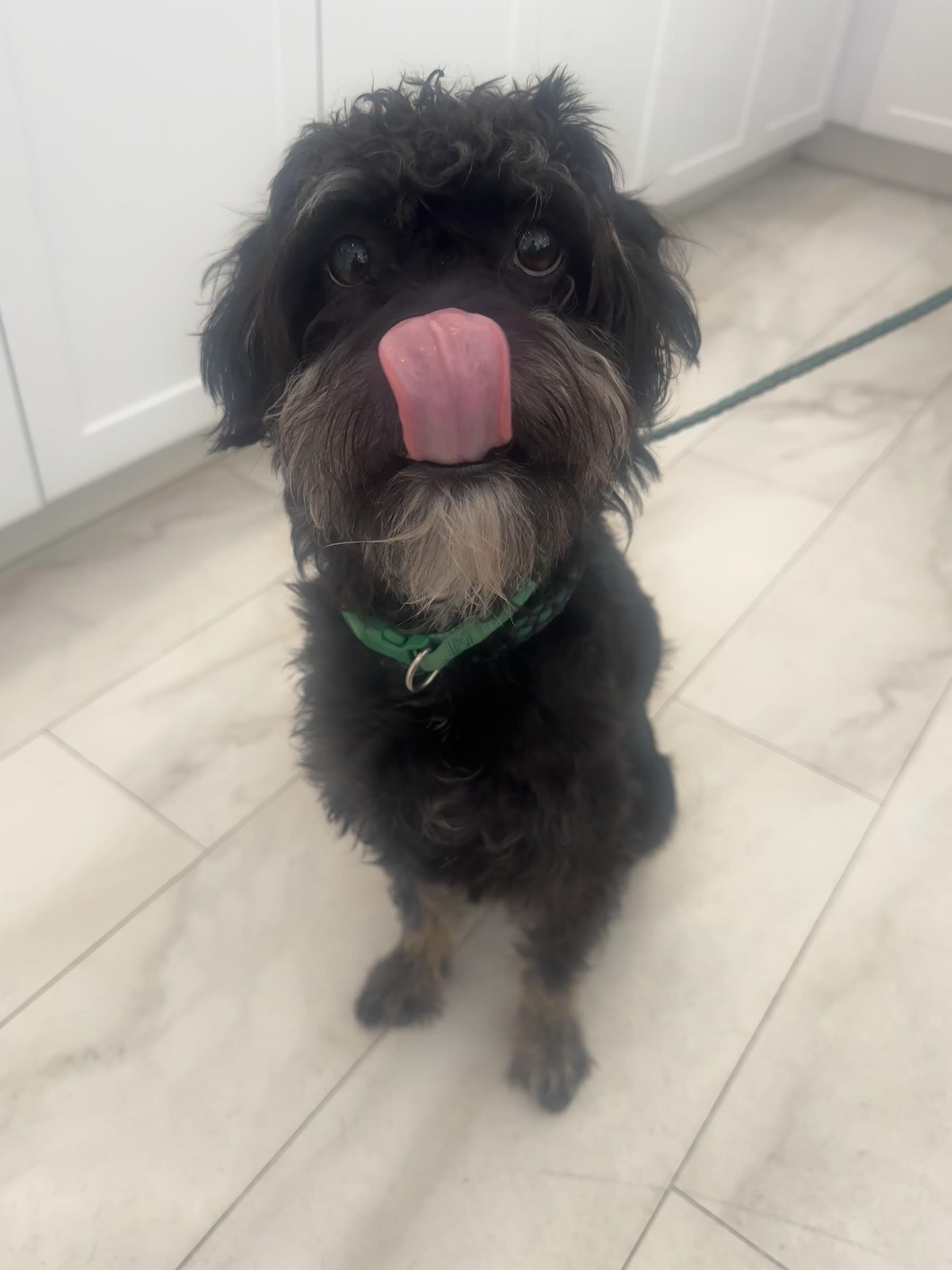 Clive, Adoptable, Young Male Miniature Schnauzer & Poodle.
