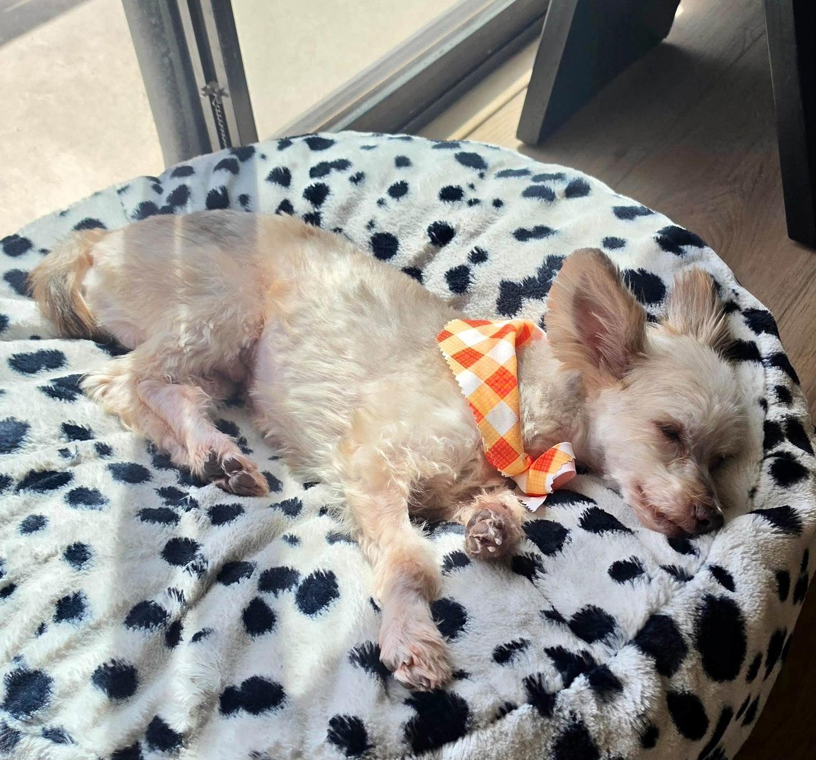 Bennett, Adoptable, Young Male Yorkshire Terrier & Maltese.