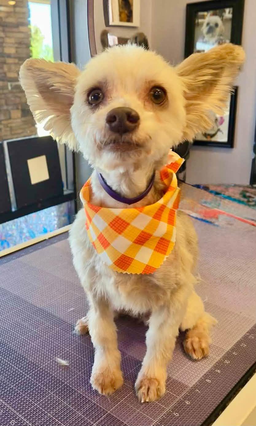 Enlarge Bennett, a Adoptable mixed breed in Phoenix, AZ image 2/3