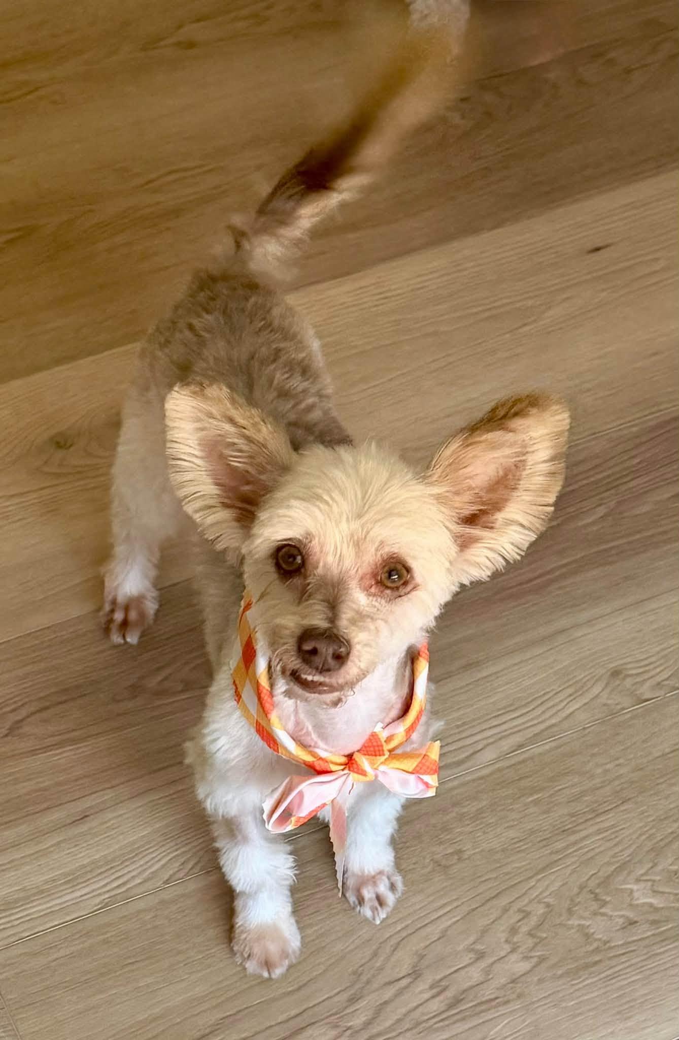Enlarge Bennett, a Adoptable mixed breed in Phoenix, AZ image 3/3