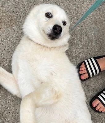 Dog, a ADOPTABLE Siberian Husky in Jasper, GA image 2/5