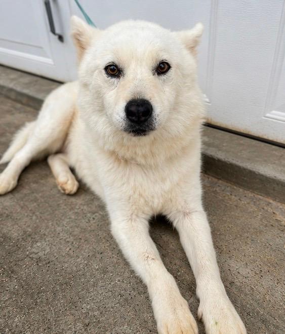 Dog, ADOPTABLE, Adult Male Siberian Husky.
