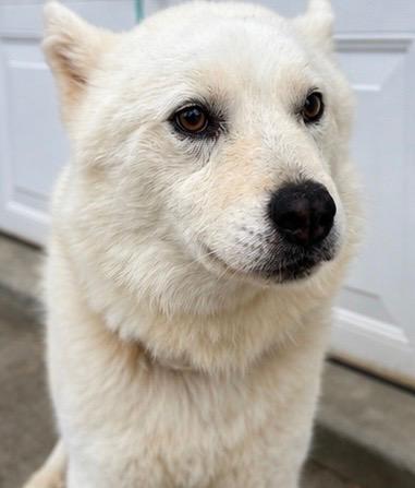 Dog, a ADOPTABLE Siberian Husky in Jasper, GA image 3/5