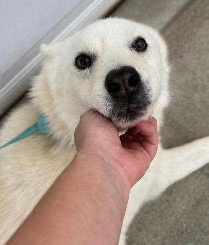 Dog, a ADOPTABLE Siberian Husky in Jasper, GA image 5/5