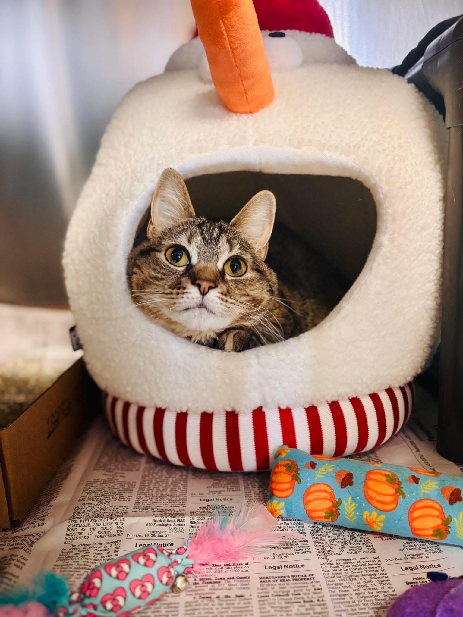 Tina, Adoptable, Adult Female Domestic Short Hair.