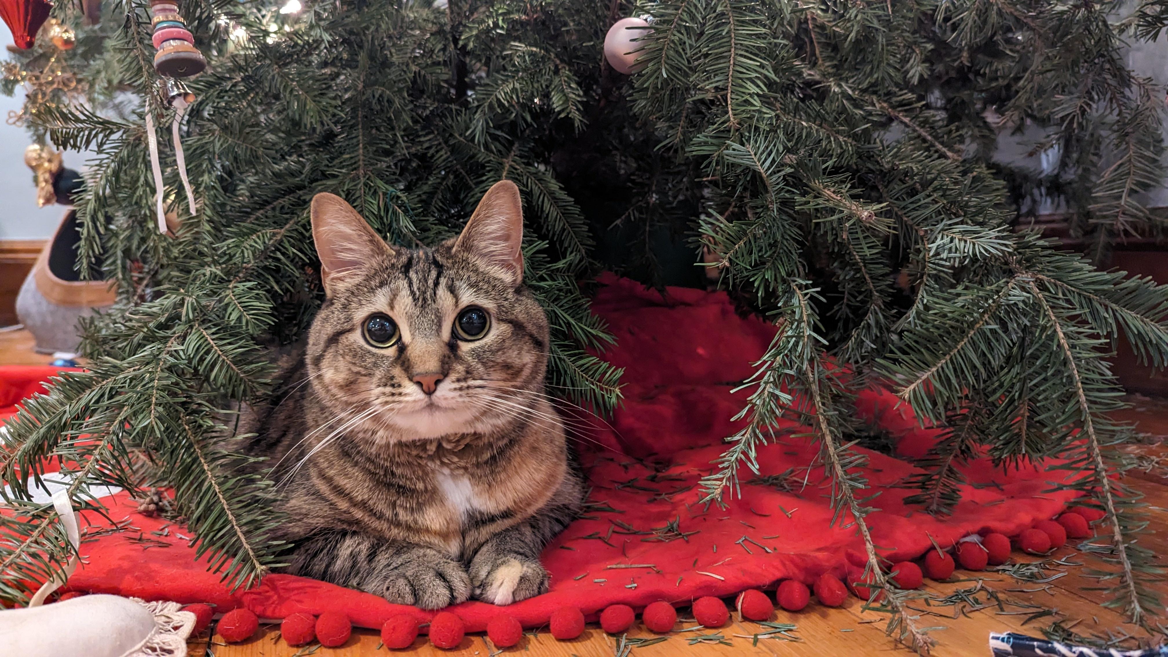 Enlarge Tina, a Adoptable Domestic Short Hair in Manchester, NH image 1/6