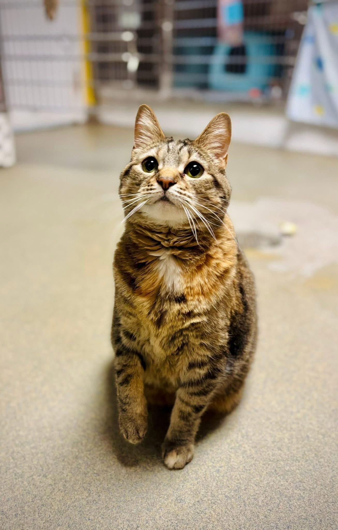 Enlarge Tina, a Adoptable Domestic Short Hair in Manchester, NH image 6/6