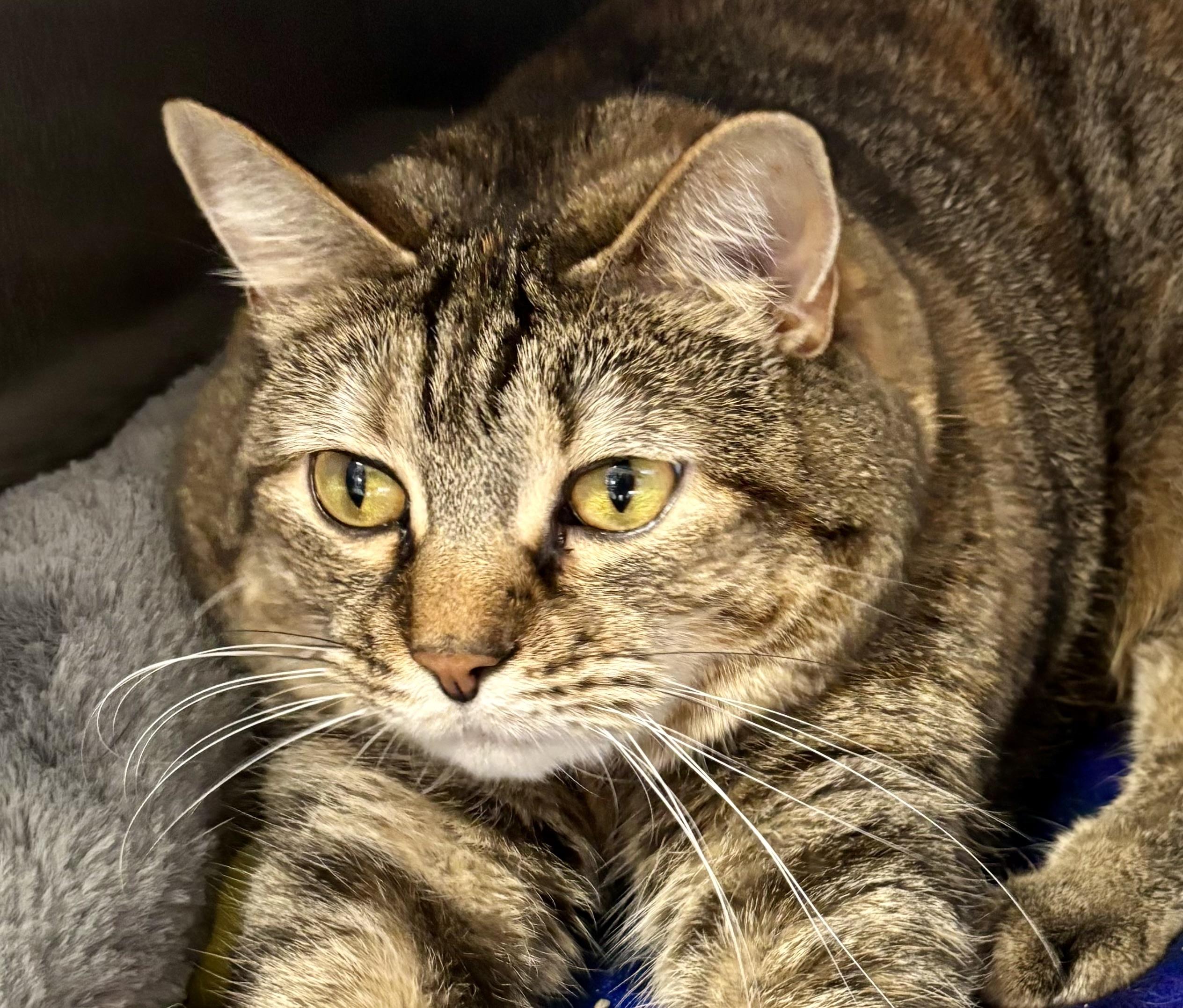 Enlarge Tina, a Adoptable Domestic Short Hair in Manchester, NH image 2/6