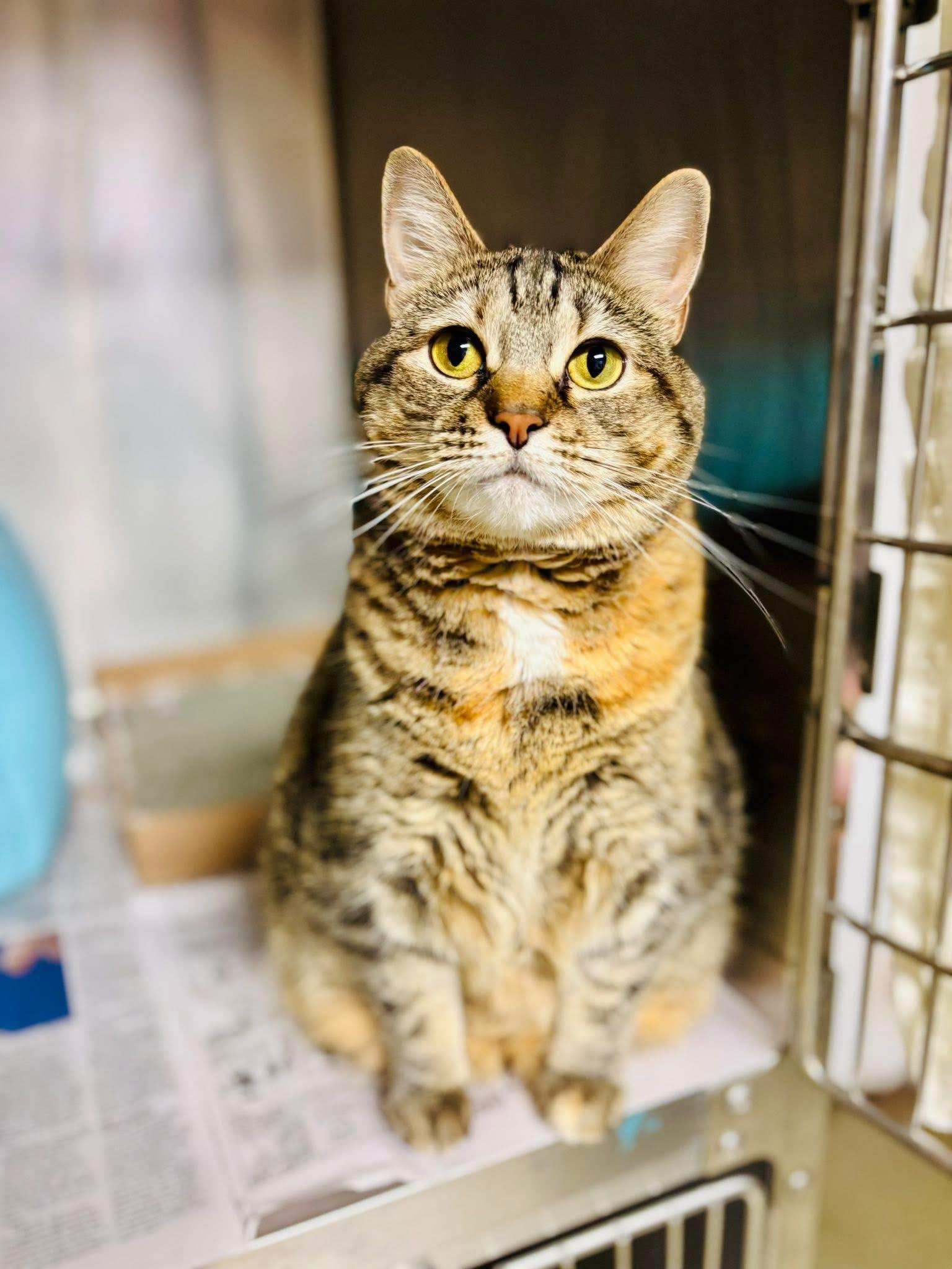 Enlarge Tina, a Adoptable Domestic Short Hair in Manchester, NH image 3/6