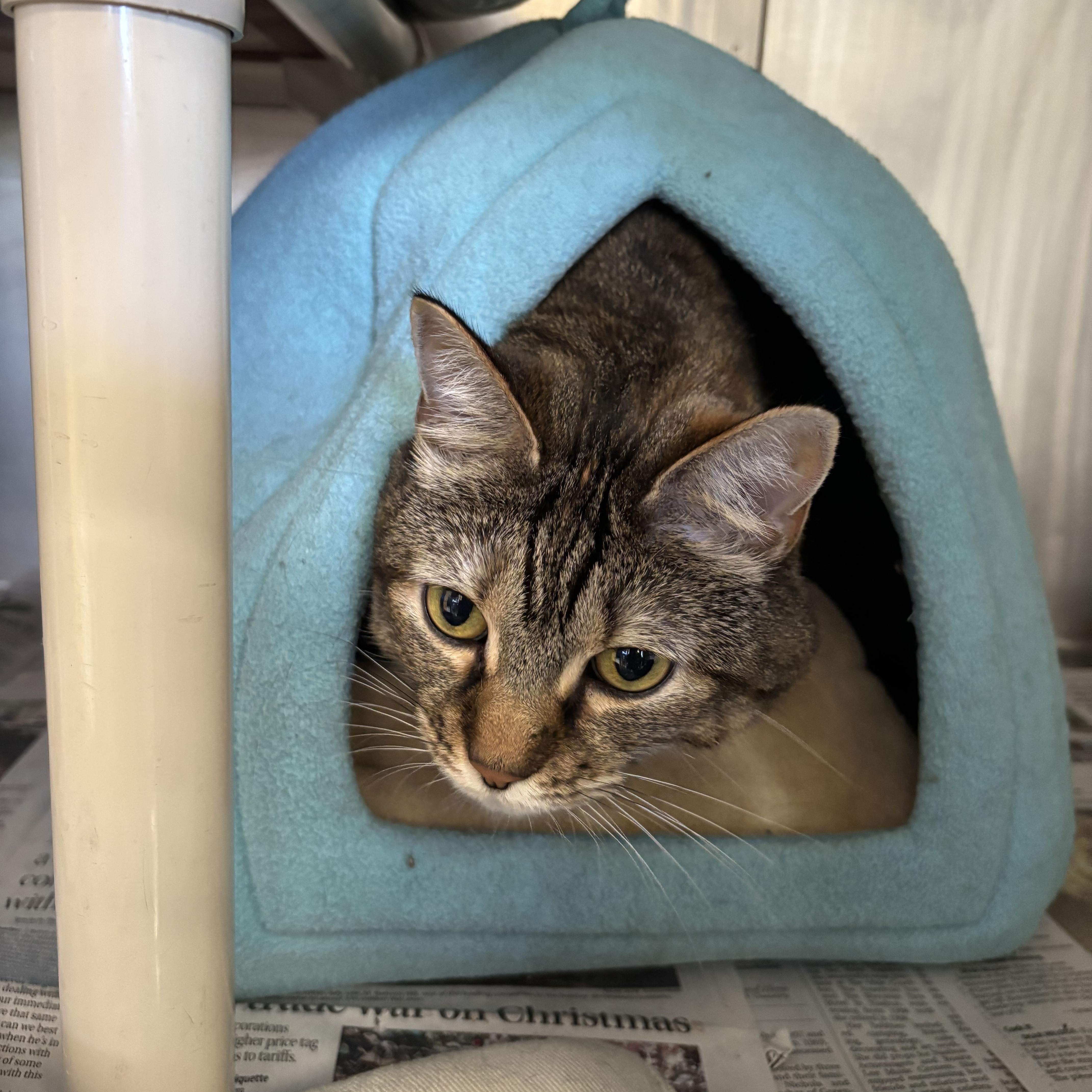 Enlarge Tina, a Adoptable Domestic Short Hair in Manchester, NH image 4/6