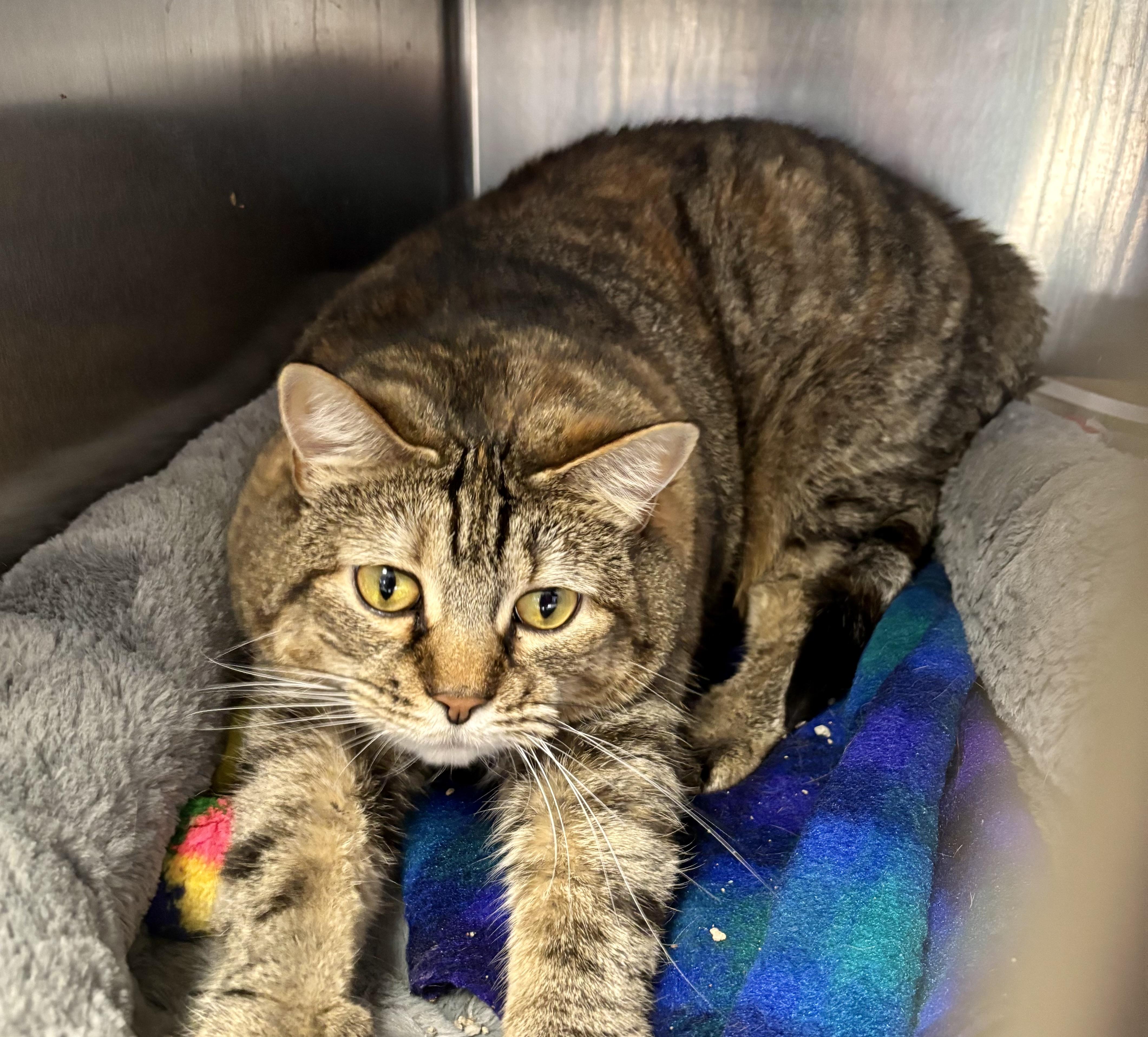 Enlarge Tina, a Adoptable Domestic Short Hair in Manchester, NH image 5/6