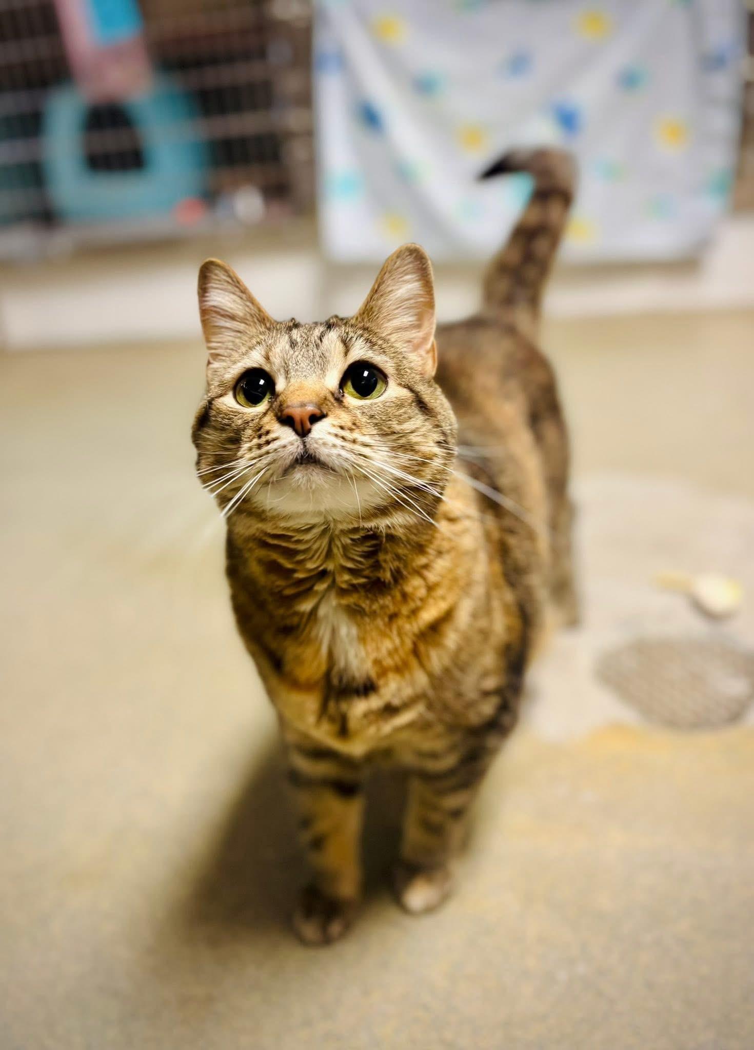 Enlarge Tina, a Adoptable Domestic Short Hair in Manchester, NH image 5/6