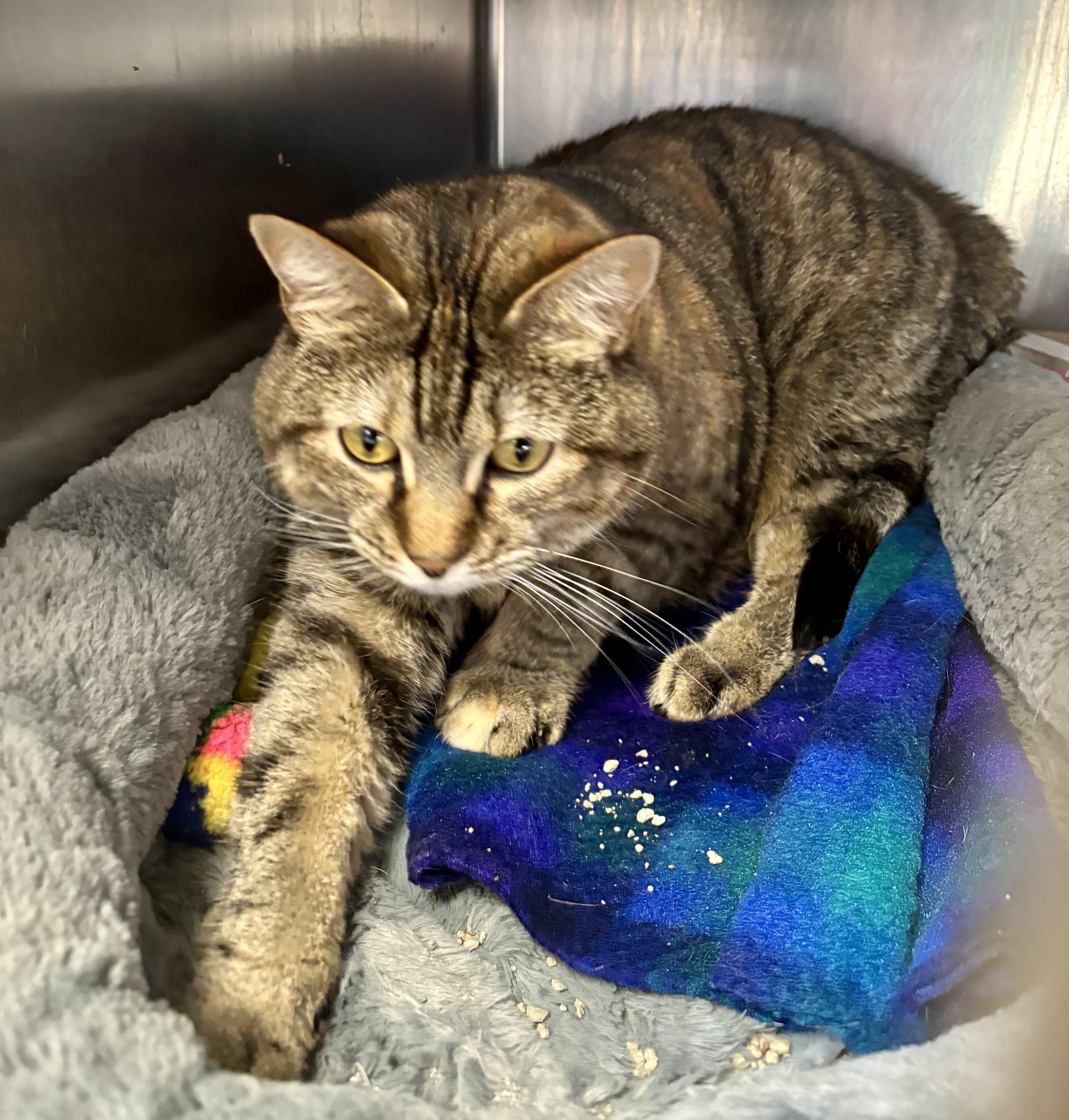 Tina, Adoptable, Adult Female Domestic Short Hair.