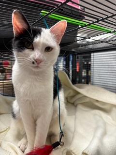 Marilyn, Adopted, Young Female Domestic Short Hair.