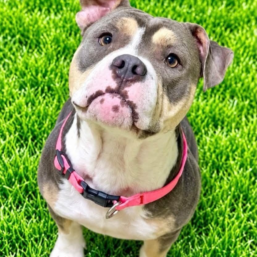 Enlarge Bailey, a Adoptable mixed breed in Battle Creek, MI image 1/1