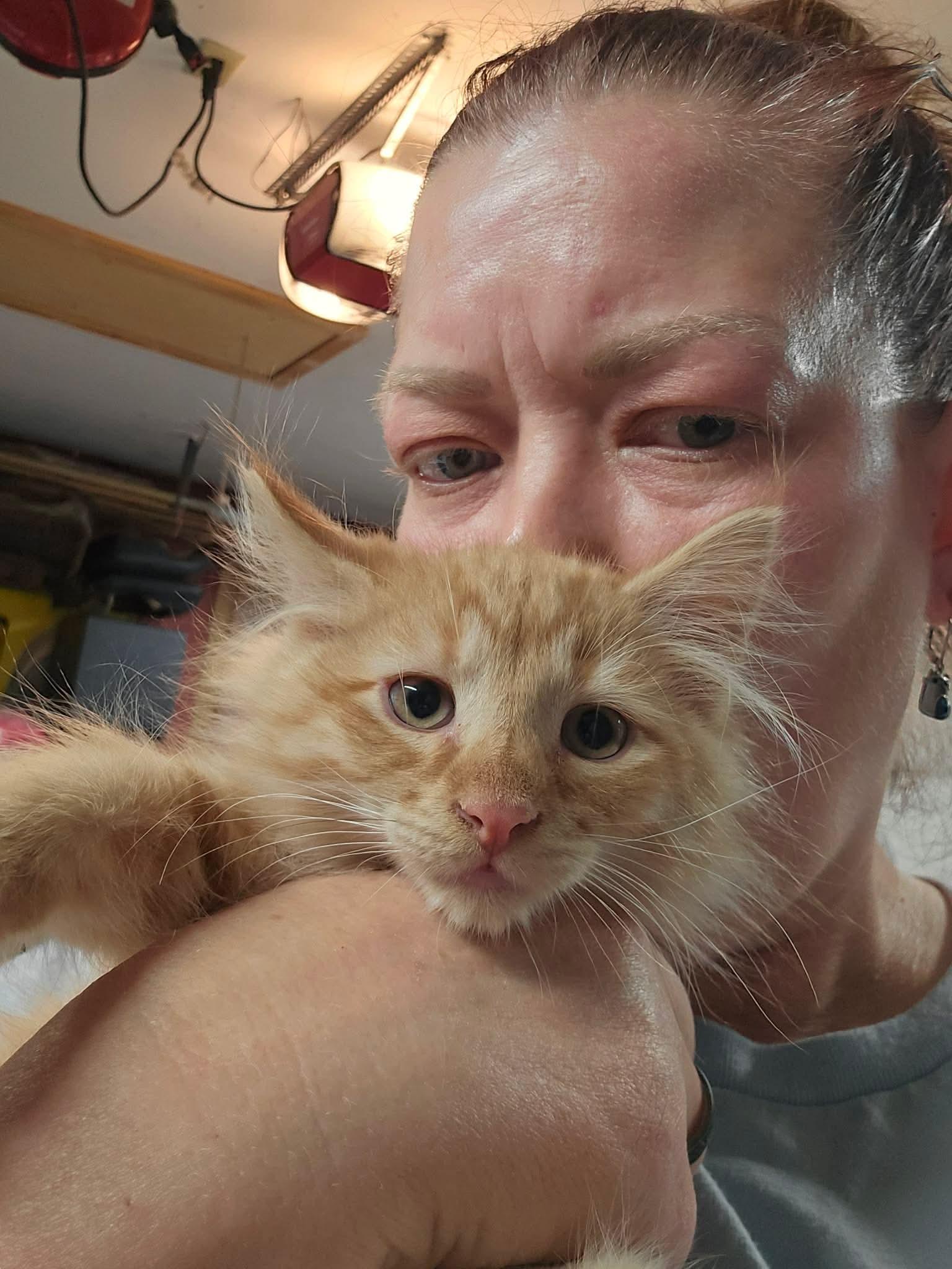 Red, Adopted, Kitten Male Domestic Long Hair.