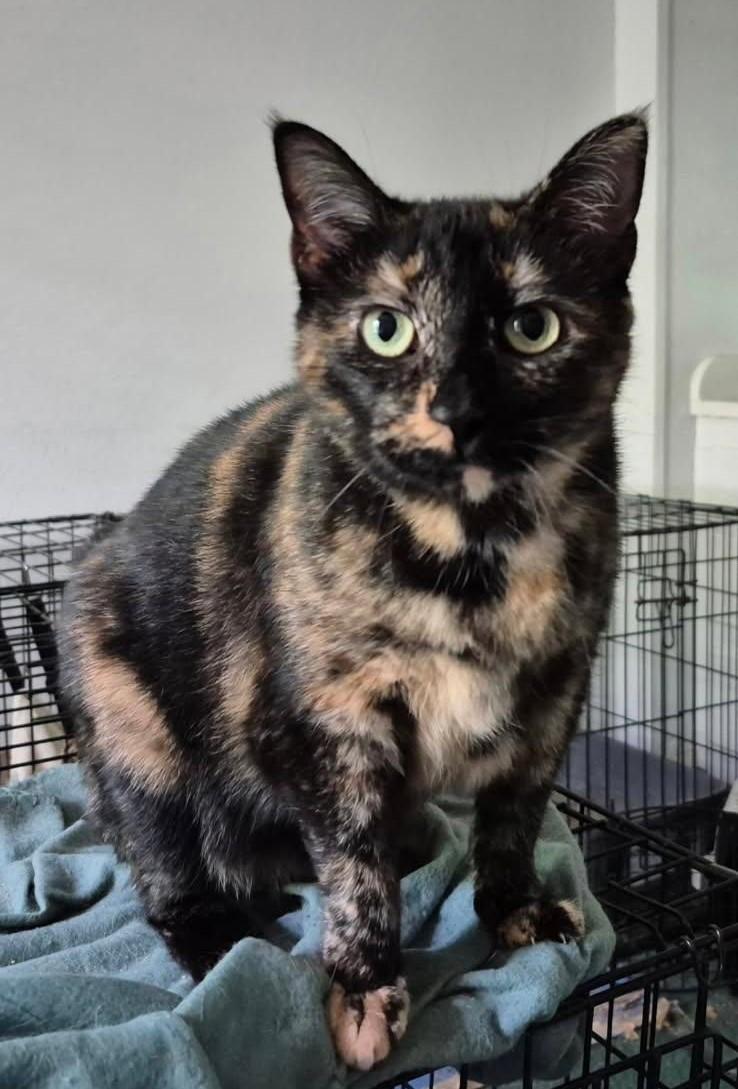 Molly, a Adoptable Domestic Short Hair in Terrell, TX image 1/3