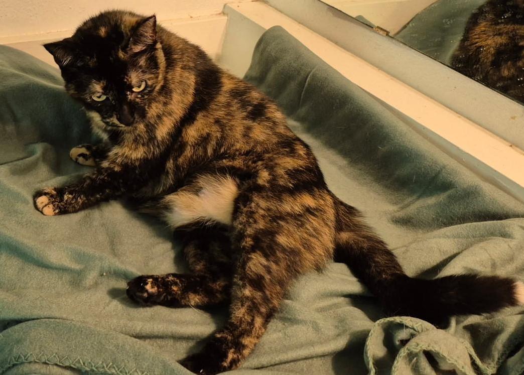 Molly, a Adoptable Domestic Short Hair in Terrell, TX image 2/3