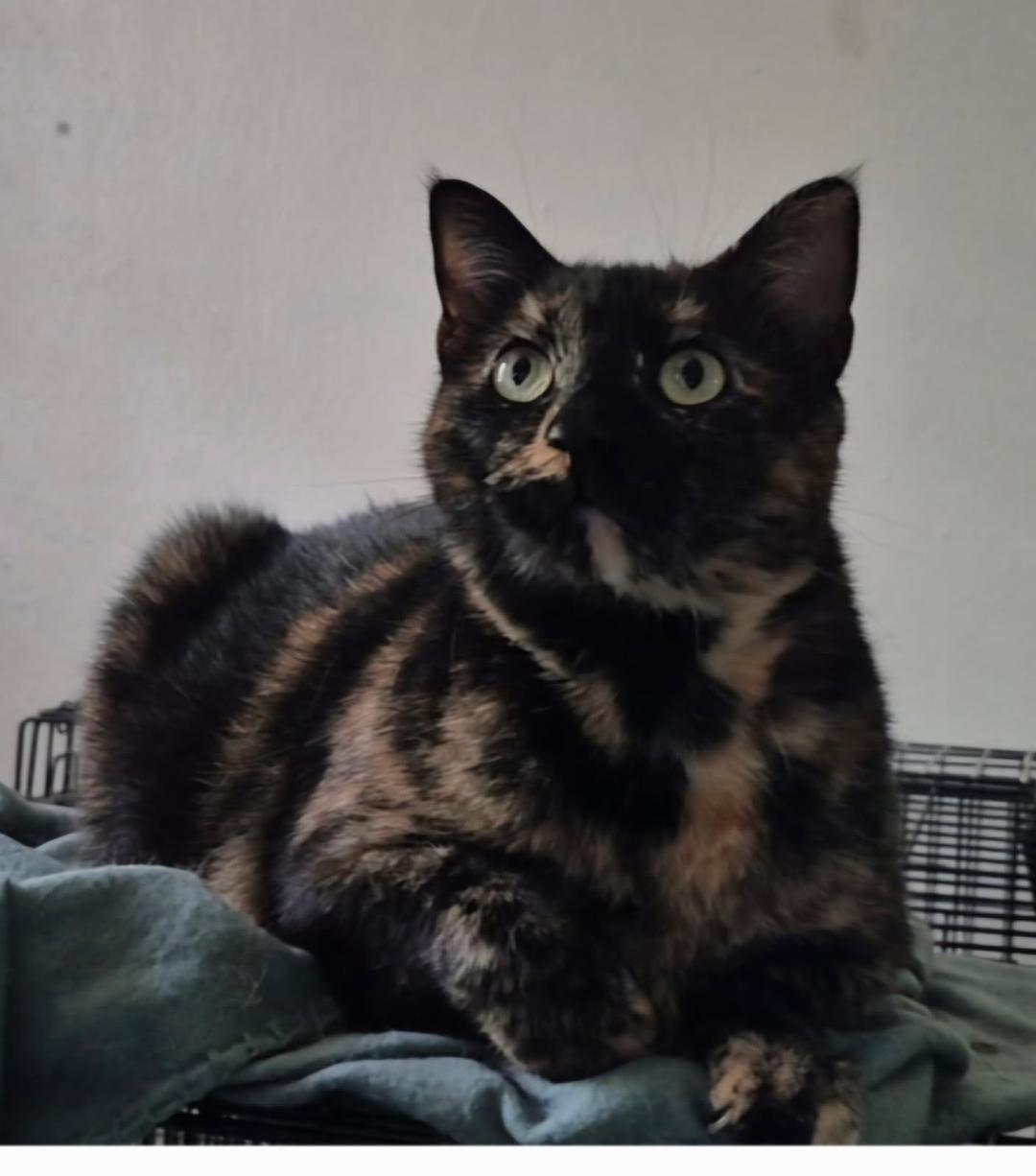 Molly, Adoptable, Adult Female Domestic Short Hair.