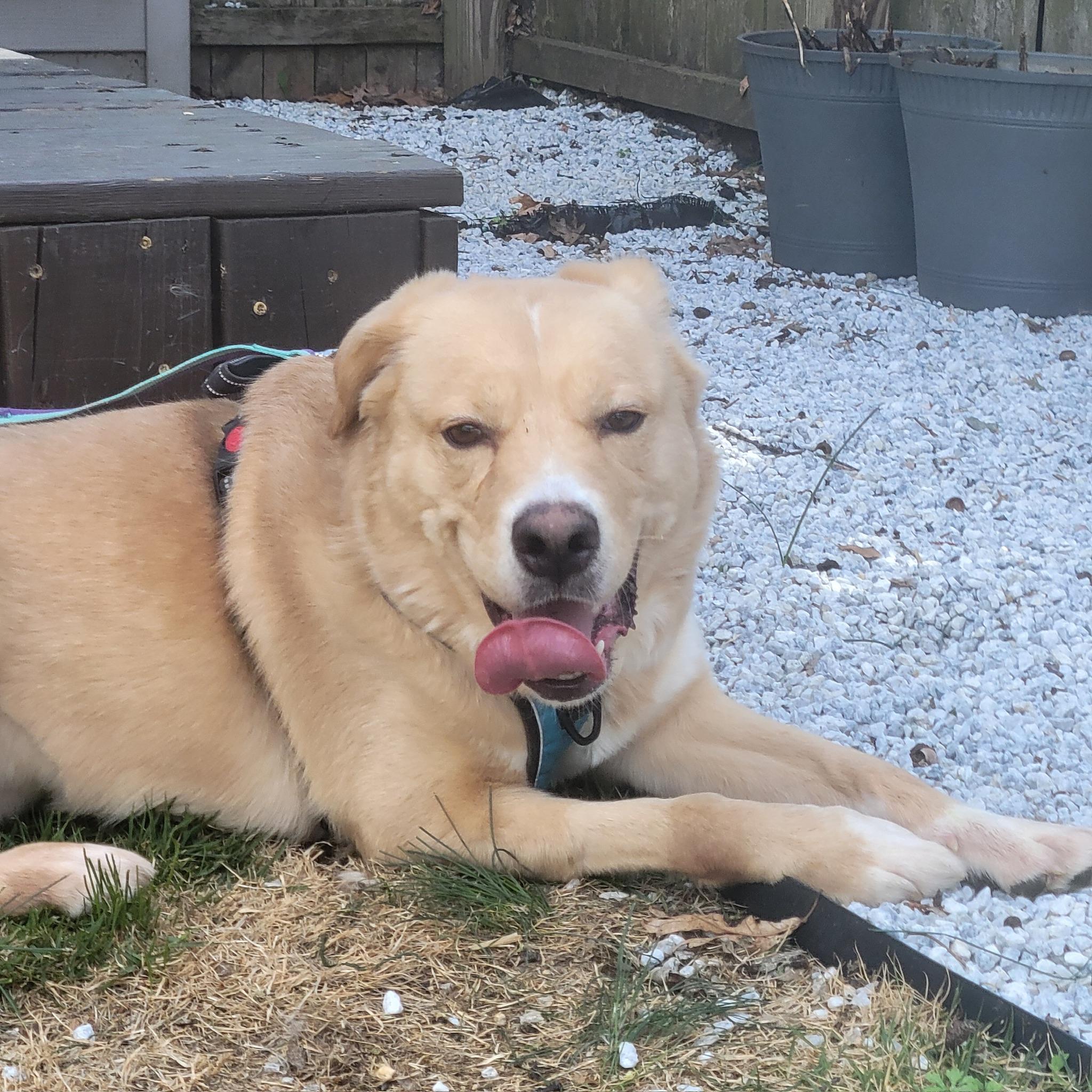 Mr Cooper, a ADOPTABLE mixed breed in Farmingdale, NY image 3/6