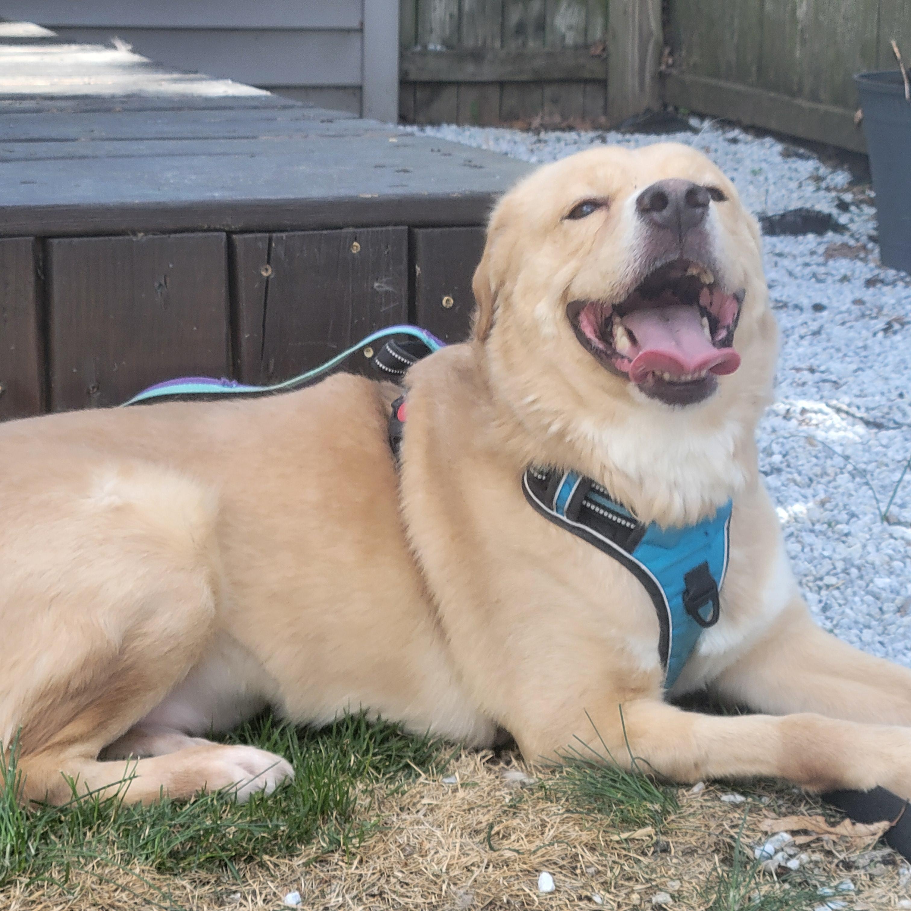 Mr Cooper, a ADOPTABLE mixed breed in Farmingdale, NY image 6/6