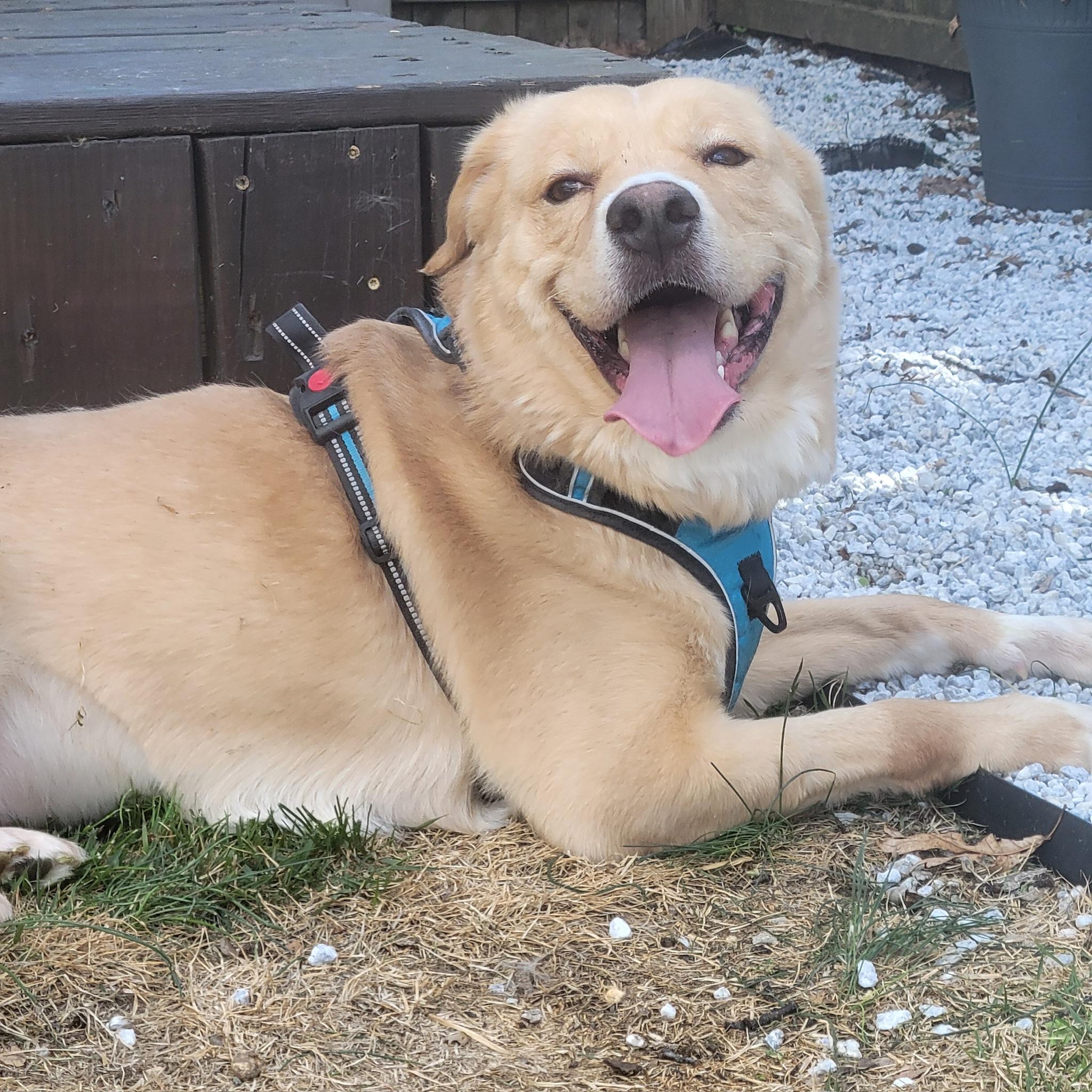 Mr Cooper, ADOPTABLE, Adult Male Mixed Breed.