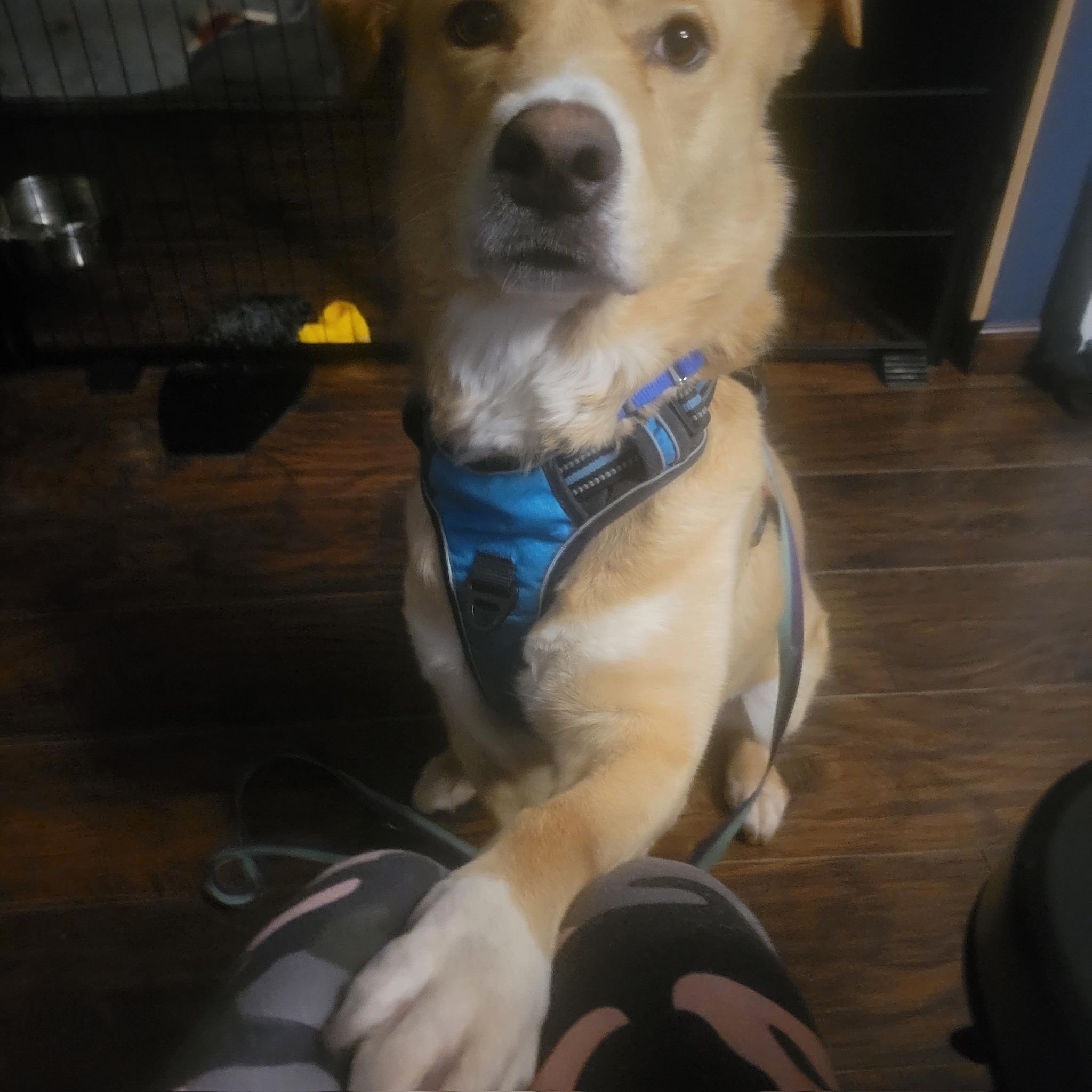 Mr Cooper, a ADOPTABLE mixed breed in Farmingdale, NY image 2/6