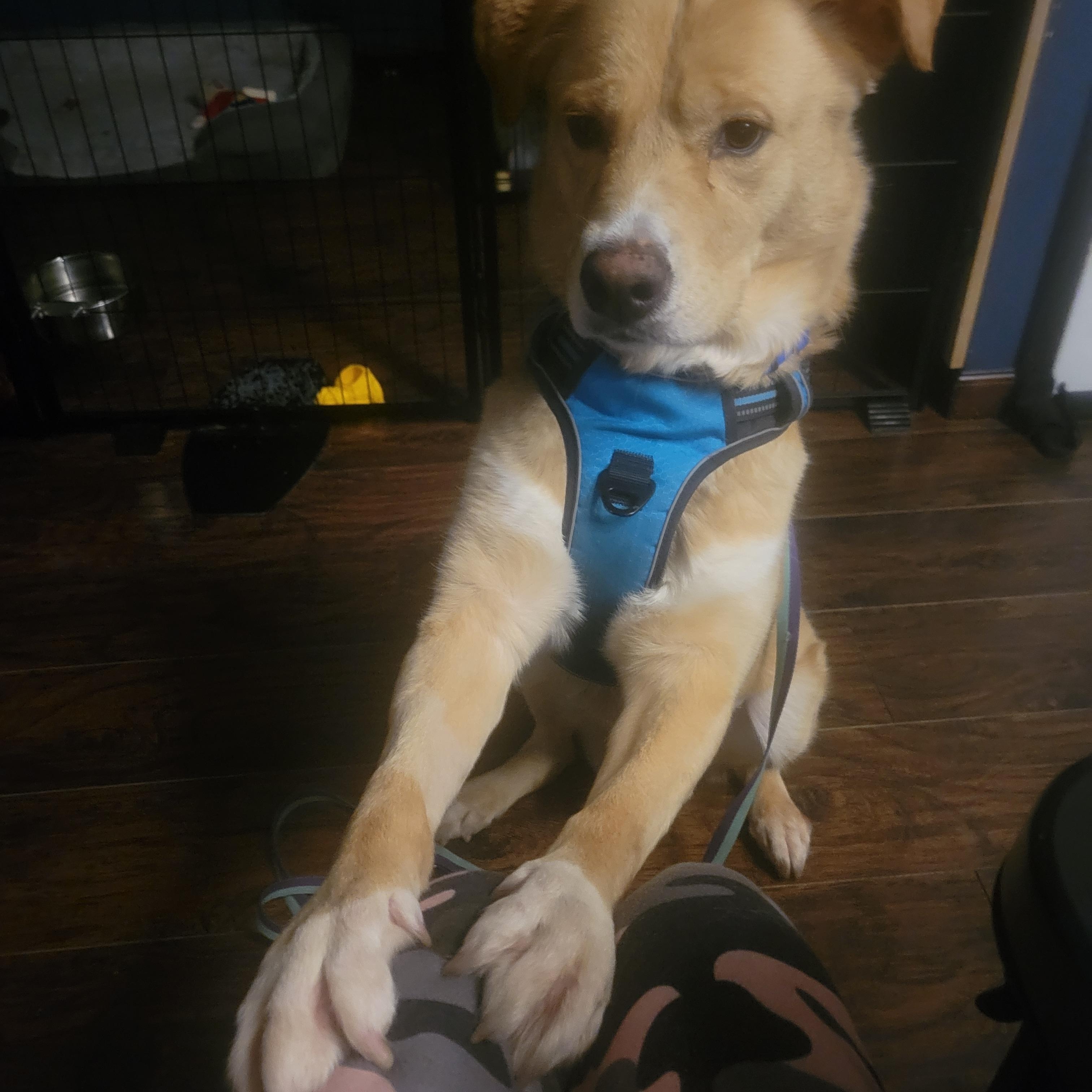 Mr Cooper, a ADOPTABLE mixed breed in Farmingdale, NY image 5/6