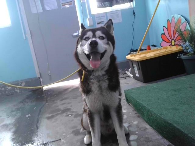 Enlarge ROSS, a Adoptable Siberian Husky in Baldwin Park, CA image 2/2