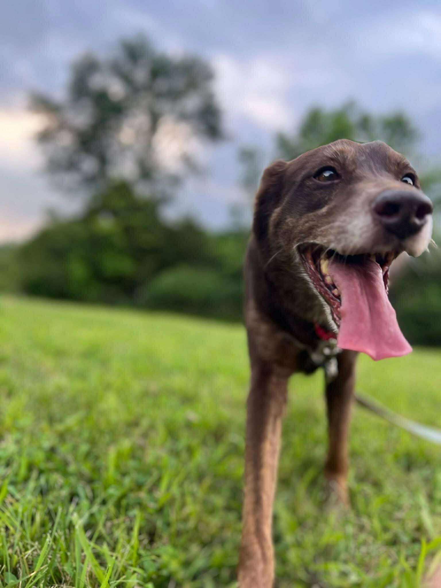 Enlarge Charlie Brown, a Adoptable mixed breed in Charleston, SC image 4/6
