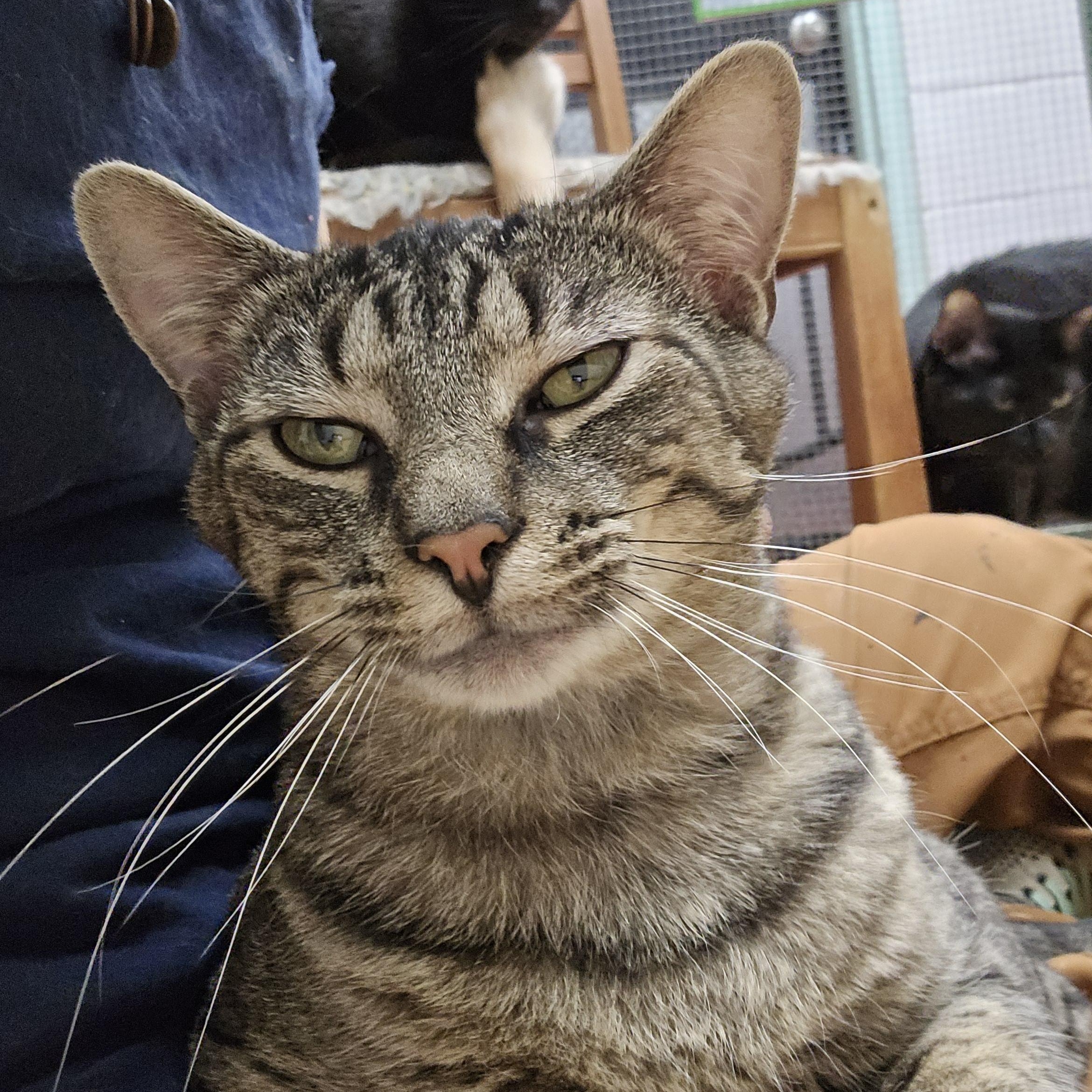 Enlarge Canyon, a Adoptable Domestic Short Hair in Shippenville, PA image 1/2