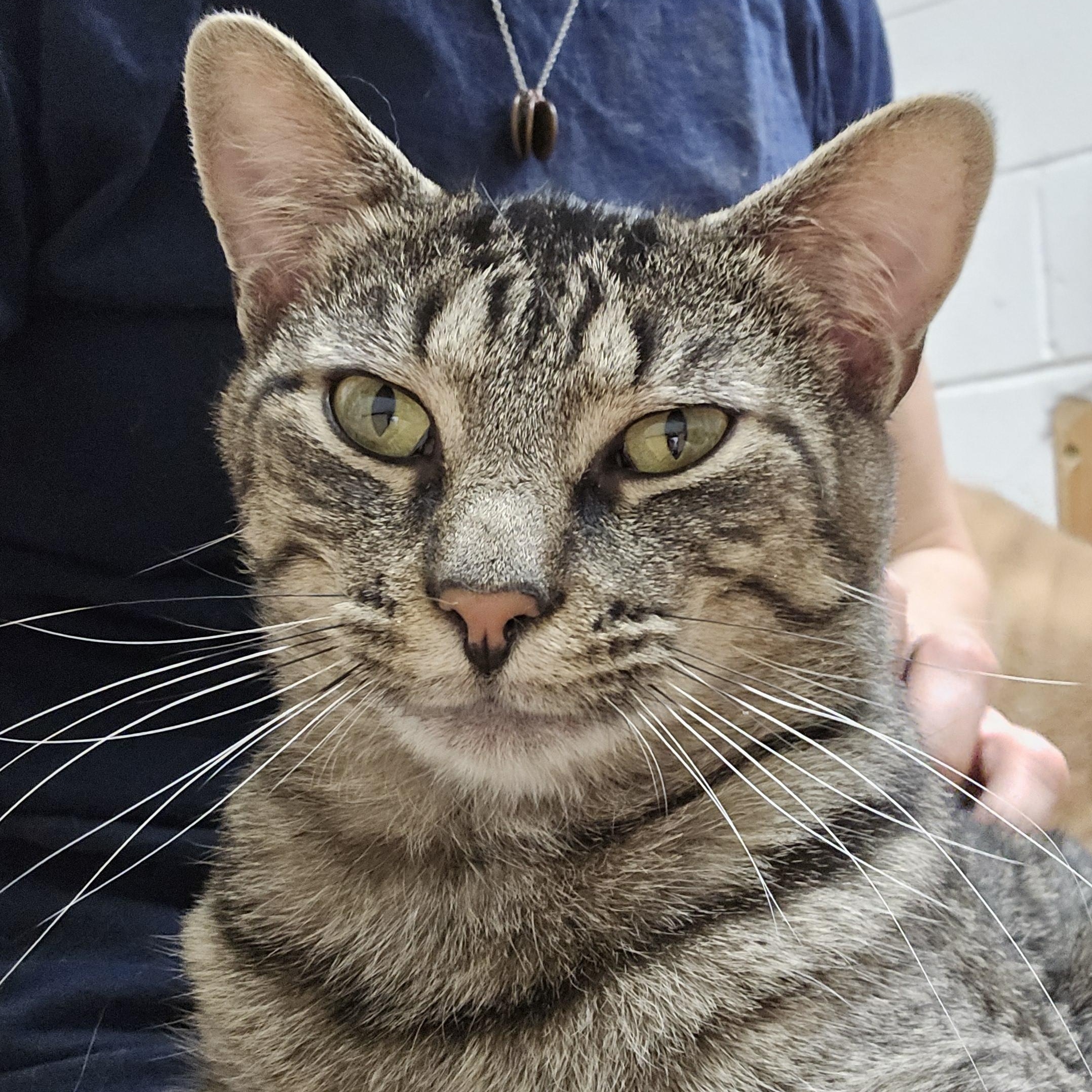 Enlarge Canyon, a Adoptable Domestic Short Hair in Shippenville, PA image 2/2