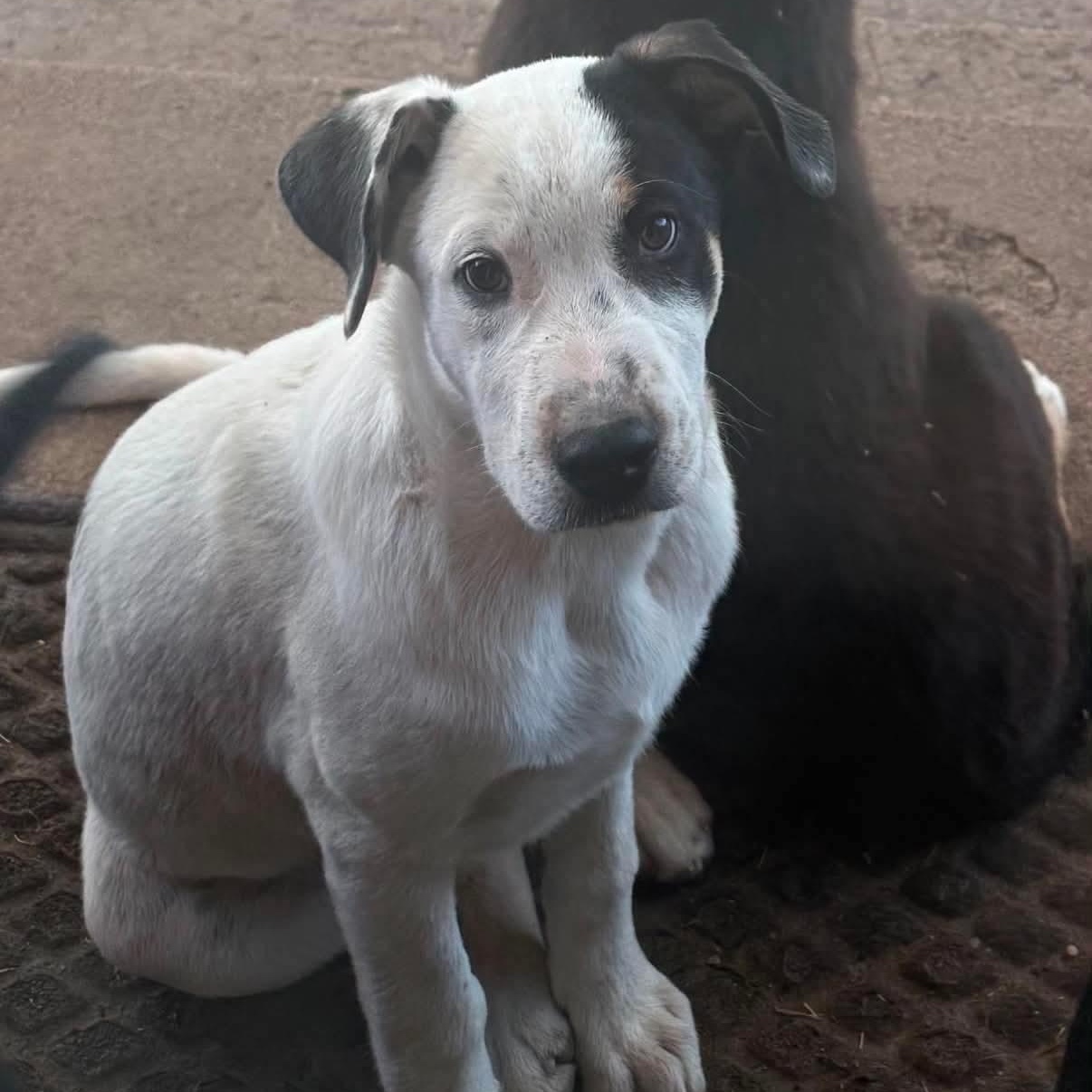 Seek, a Adoptable mixed breed in Glenolden, PA image 2/6