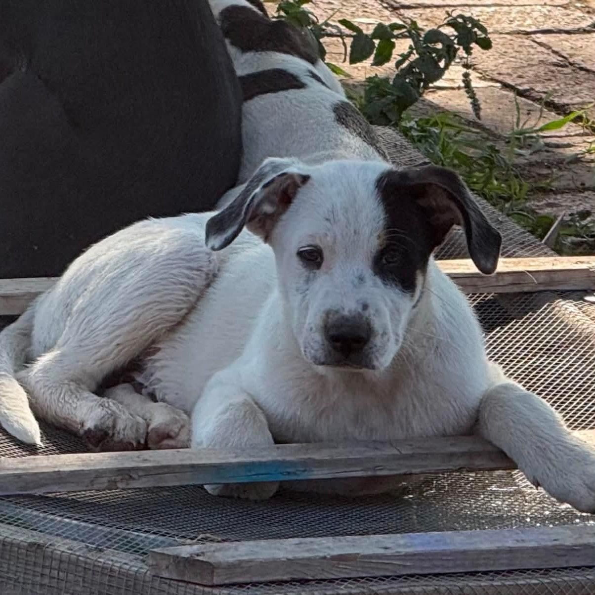 Seek, a Adoptable mixed breed in Glenolden, PA image 1/6