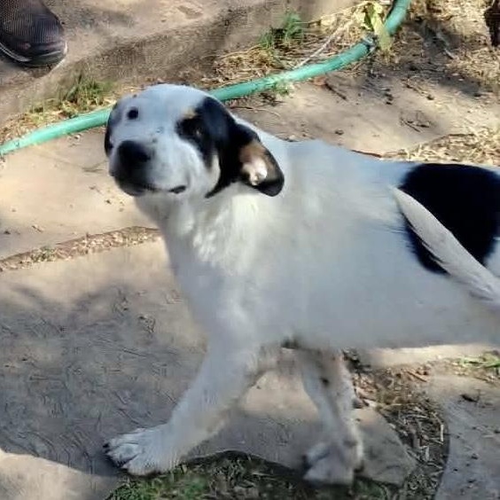 Seek, a Adoptable mixed breed in Glenolden, PA image 4/6