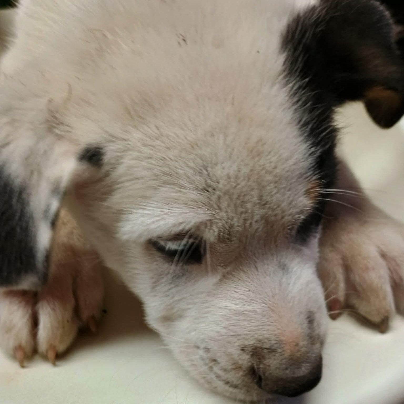 Seek, a Adoptable mixed breed in Glenolden, PA image 5/6
