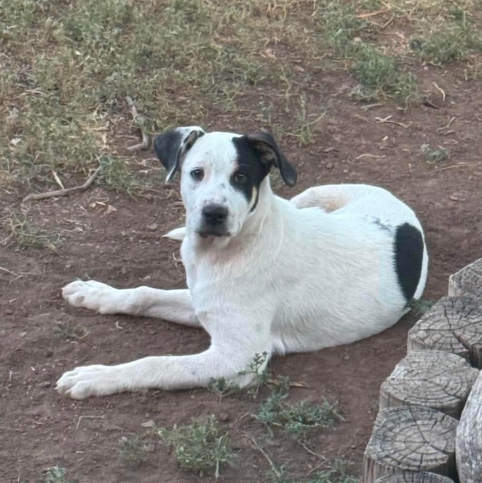 Seek, a Adoptable mixed breed in Glenolden, PA image 3/6