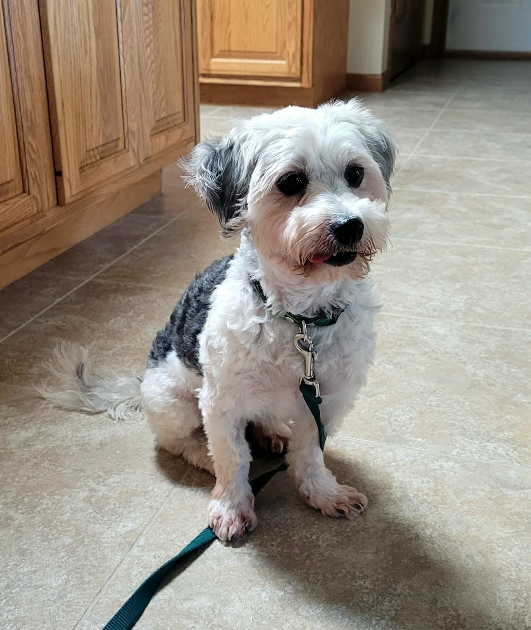 Rumba, ADOPTABLE, Adult Female Havanese.