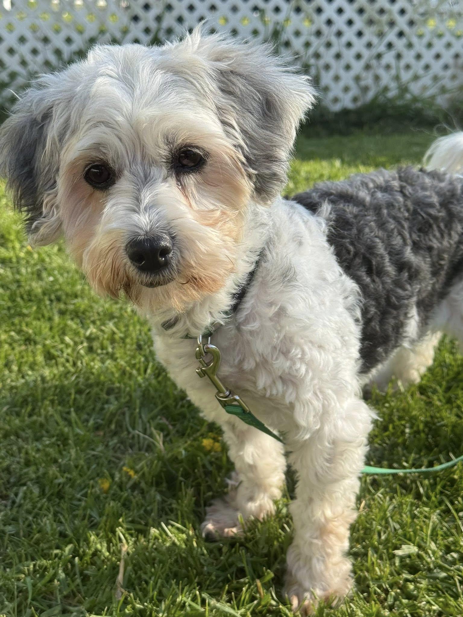Rumba, a ADOPTABLE Havanese in Decorah, IA image 4/6