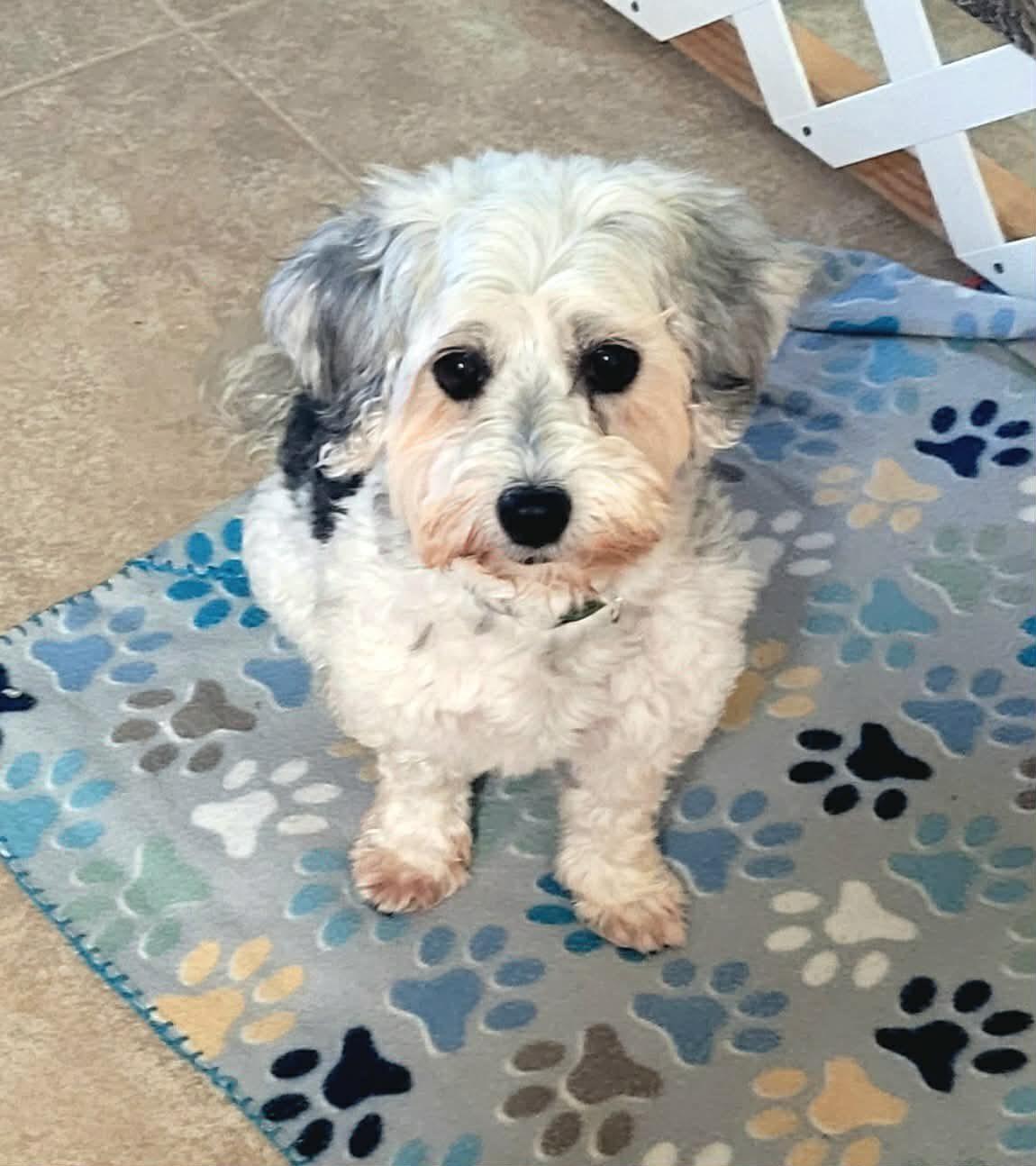 Rumba, a ADOPTABLE Havanese in Decorah, IA image 2/6